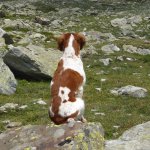 Luna, cane antiveleno 